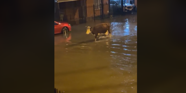 Se vuelve VIRAL un VIDEO en medio de las inundaciones por el Huracán Beryl en México