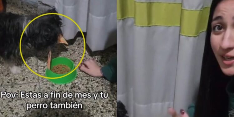 Un perro 'robó' el dinero de su dueña en fin de mes y el VIDEO de cómo ella intenta recuperarlo se volvió VIRAL