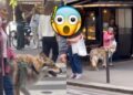 ¡Eso no es un perro! Una mujer paseó a su mascota y se hizo VIRAL por el inmenso tamaño del animal: VIDEO