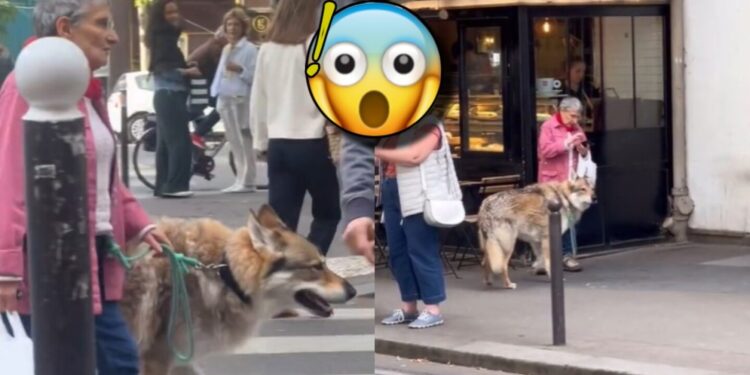 ¡Eso no es un perro! Una mujer paseó a su mascota y se hizo VIRAL por el inmenso tamaño del animal: VIDEO