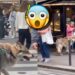¡Eso no es un perro! Una mujer paseó a su mascota y se hizo VIRAL por el inmenso tamaño del animal: VIDEO