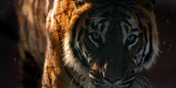 Desapareció una mujer que entró a un zoológico para acariciar a un tigre en su jaula: la buscan intensamente