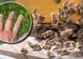 ¡Terror en Baja California Sur! Una madre y su hijo fueron atacados por abejas: así los encontraron