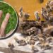¡Terror en Baja California Sur! Una madre y su hijo fueron atacados por abejas: así los encontraron