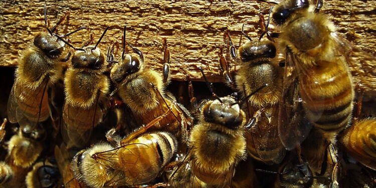 Abejas