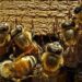 Abejas