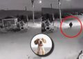 ¿Un perro se convirtió en humano? Este es el terrorífico VIDEO del que todos hablan en redes
