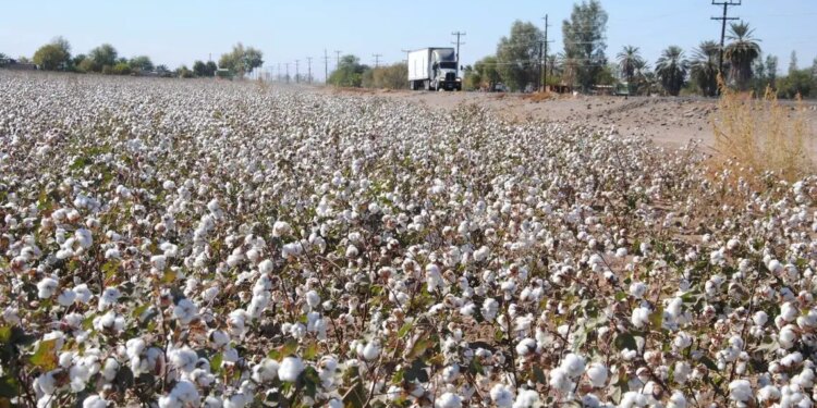 El Algodón, esencial en Sonora.