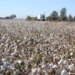 El Algodón, esencial en Sonora.