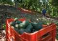 Más de la mitad de huertos de aguacate son ilegales
