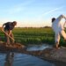 Sequía afecta agricultura en Sonora.