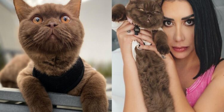 ¡El verdadero líder del team Mar! Norris, el simpático gato de Karime Pindter, le mandó un contundente mensaje