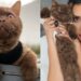 ¡El verdadero líder del team Mar! Norris, el simpático gato de Karime Pindter, le mandó un contundente mensaje