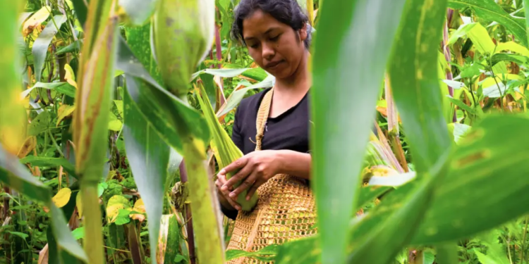 Agricultura mexicana sufre por escasez de fondos.