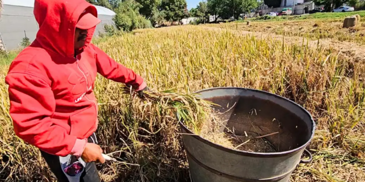 Aumenta la brecha de autosuficiencia alimentaria.