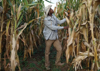 En Discusión | Maíz Modificado Genéticamente