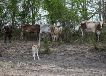 Solicitan a Sader detener importación de ganado