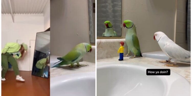 Este es el trío de loros que se hizo viral por sus divertidos videos: 'Son únicos'