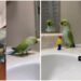 Este es el trío de loros que se hizo viral por sus divertidos videos: 'Son únicos'