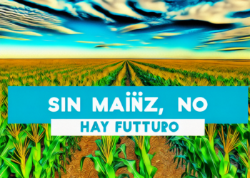 Sin maíz, no hay futuro: Sheinbaum