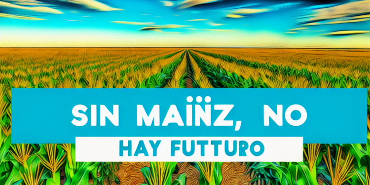 Sin maíz, no hay futuro: Sheinbaum