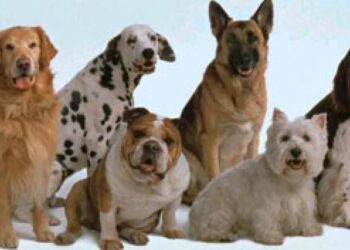 Alertan por “luchas caninas”: su método.