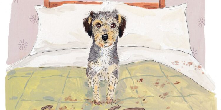 Contraté a una adiestradora canina famosa y eso aprendí.