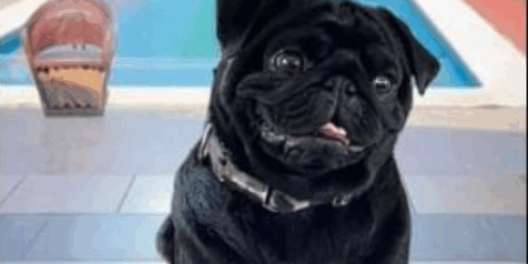 perro emiliano aguilar burla.png