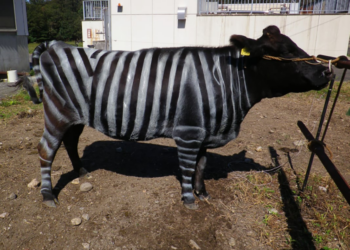 El alcohol ayuda a hablar idiomas, las moscas evitan a las vacas disfrazadas de cebras y otras investigaciones premiadas en los Ig Nobel | Ciencia