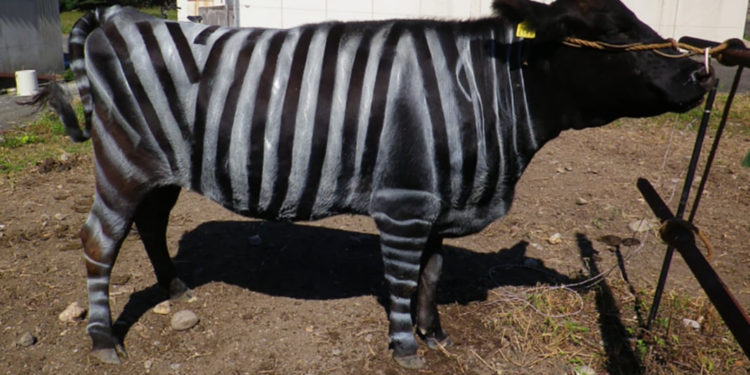 El alcohol ayuda a hablar idiomas, las moscas evitan a las vacas disfrazadas de cebras y otras investigaciones premiadas en los Ig Nobel | Ciencia