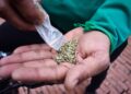 Colombia autoriza la venta de cannabis medicinal en farmacias