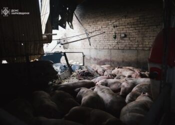 Kremlin: Tres oleadas de drones rusos matan a 13.600 cerdos en una granja de Ucrania | Internacional