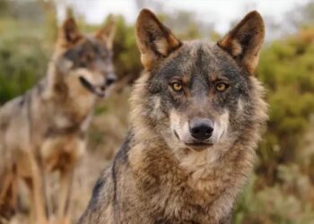 WWF denuncia que La Rioja permite cazar lobos y llevarse su cabeza como trofeo por 1.298 euros | Clima y Medio Ambiente