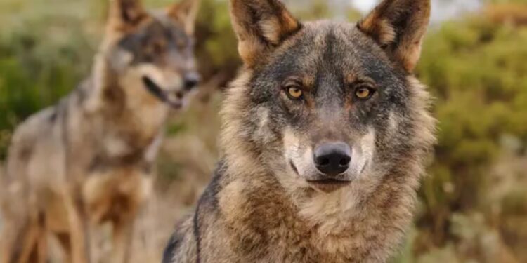 WWF denuncia que La Rioja permite cazar lobos y llevarse su cabeza como trofeo por 1.298 euros | Clima y Medio Ambiente