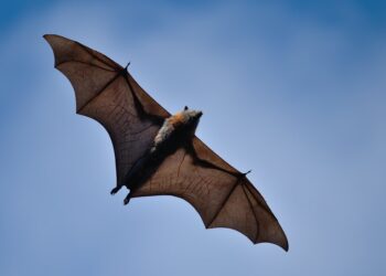 El juego del lenguaje | Ciencia