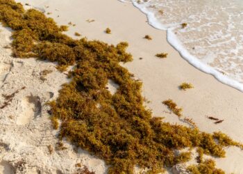 Transformar algas en crema facial, camisetas y fertilizante para dar salida al sargazo que espanta a los turistas en el Caribe | Planeta Futuro