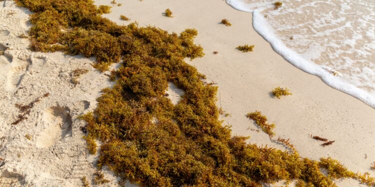 Transformar algas en crema facial, camisetas y fertilizante para dar salida al sargazo que espanta a los turistas en el Caribe | Planeta Futuro