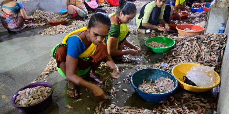 Las peladoras de gamba de Bombay sufren el azote de los aranceles draconianos de Trump | Planeta Futuro