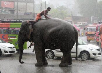 Mueren siete elefantes en el noroeste de India tras ser arrollados por un tren de alta velocidad | Internacional