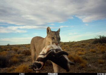 Una mujer muere en un posible ataque de puma en Colorado | Internacional