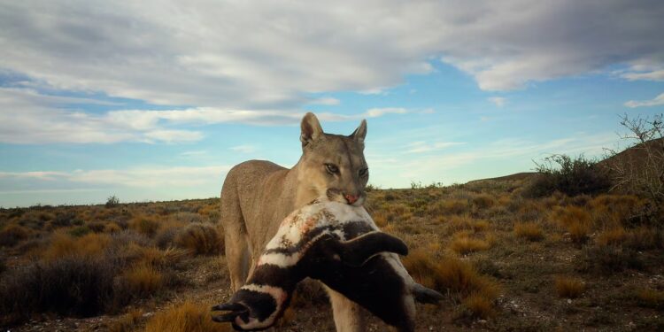Una mujer muere en un posible ataque de puma en Colorado | Internacional