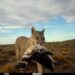 Una mujer muere en un posible ataque de puma en Colorado | Internacional