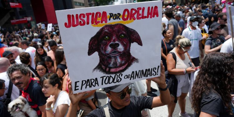 Brasil se moviliza en protesta por el asesinato de un perro callejero y clama justicia