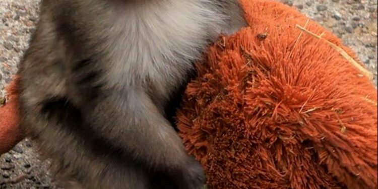 Los animalistas de PETA piden trasladar al macaco viral ‘Punch’ a un santuario: “Lo que algunos llaman adorable es un trauma” | Clima y Medio Ambiente
