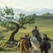Un Caballero en los Siete Reinos