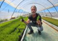 Manuel Díaz Cárdenas muestra dos especies distintas de salicornia en el invernadero de Isla Cristina (Huelva) donde las germina.