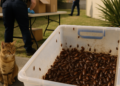 Australia decomisa 100.000 cucarachas en operativo